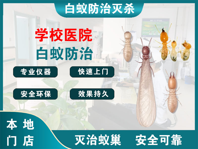 淳安学校医院白蚁防治
