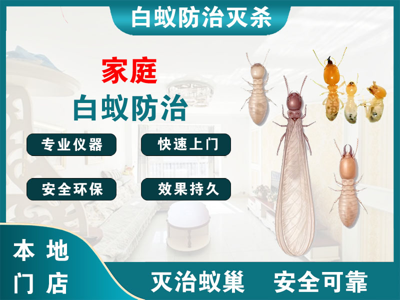 淳安家庭白蚁防治