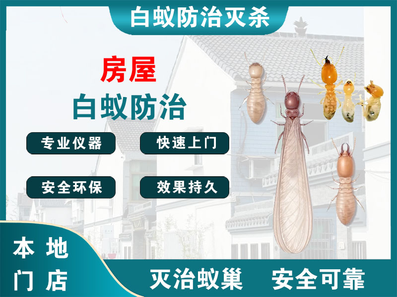 淳安房屋白蚁防治